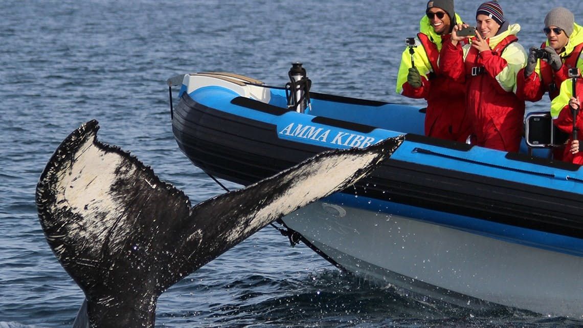 Imagen del tour: Safari de ballenas en Húsavík y paseo en barco RIB por la isla Puffin