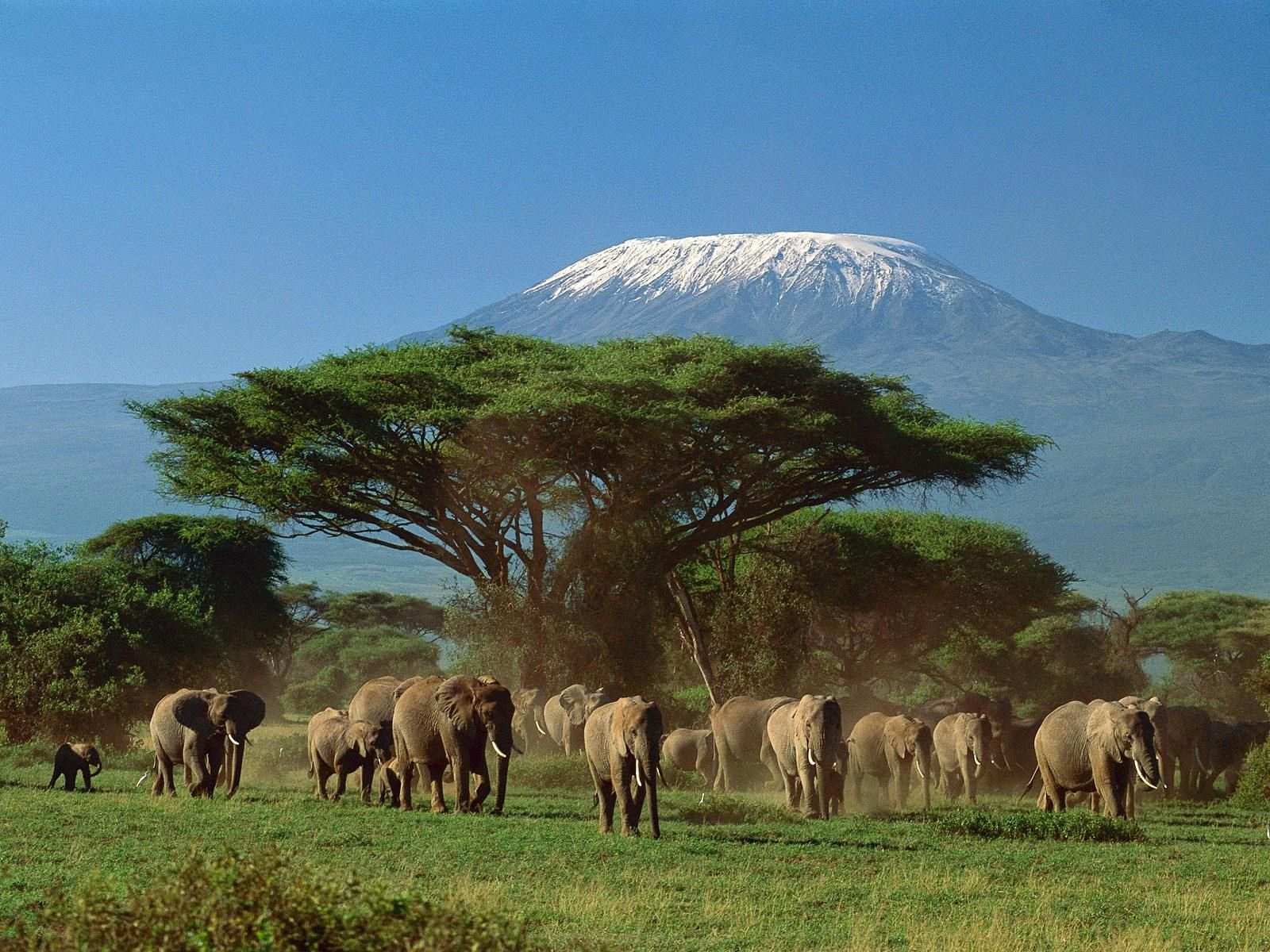 Imagen del tour: Safari de 4 días en Tsavo, Taita y Amboseli