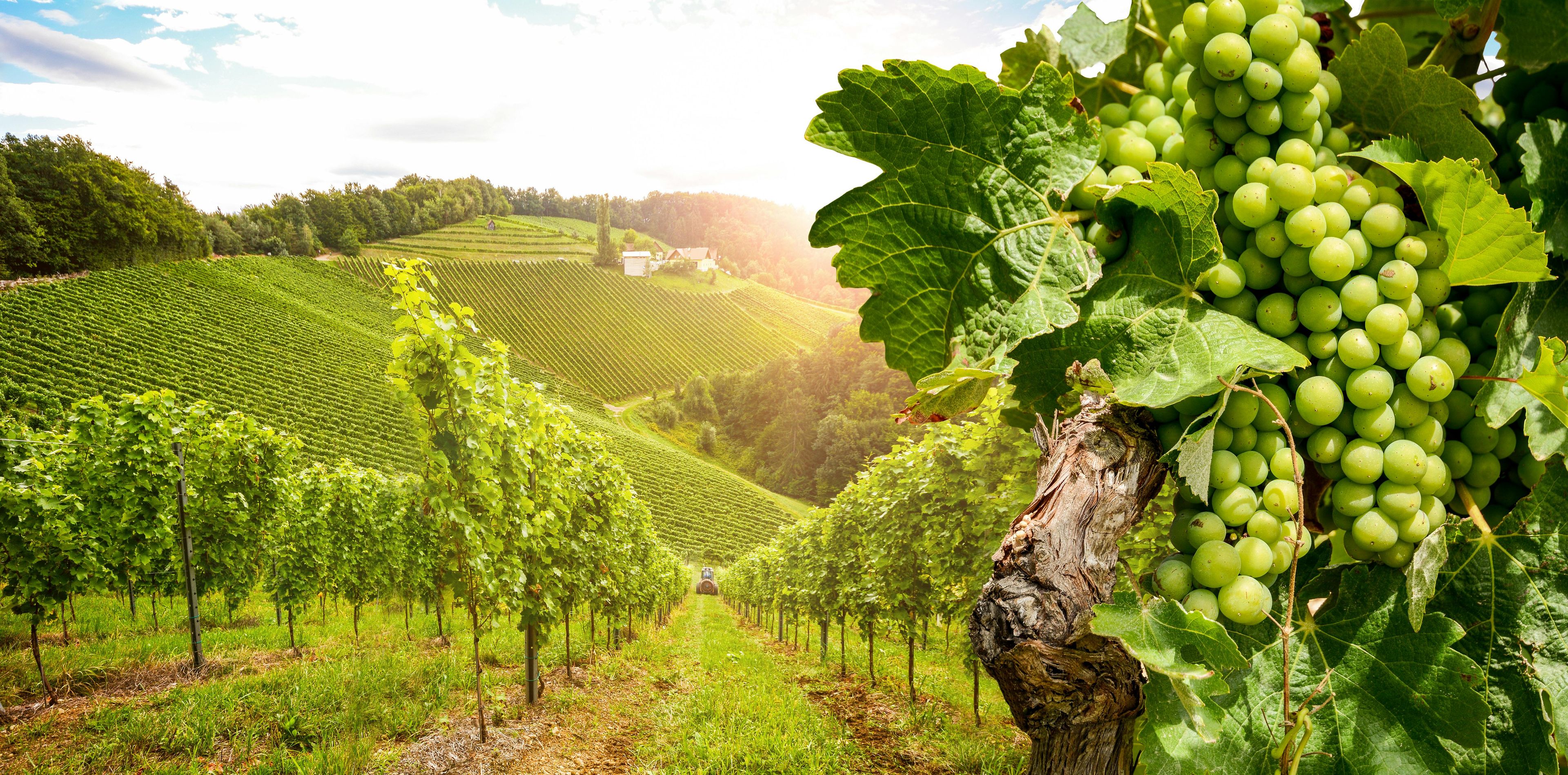 Imagen del tour: Tour de un día en Borgoña con degustación de 10 vinos en bodegas locales