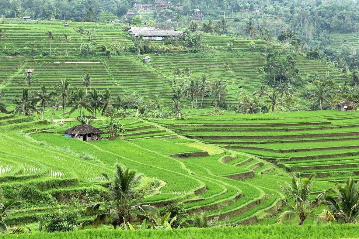 Imagen del tour: Visita guiada a Jatiluwih y Bedugul