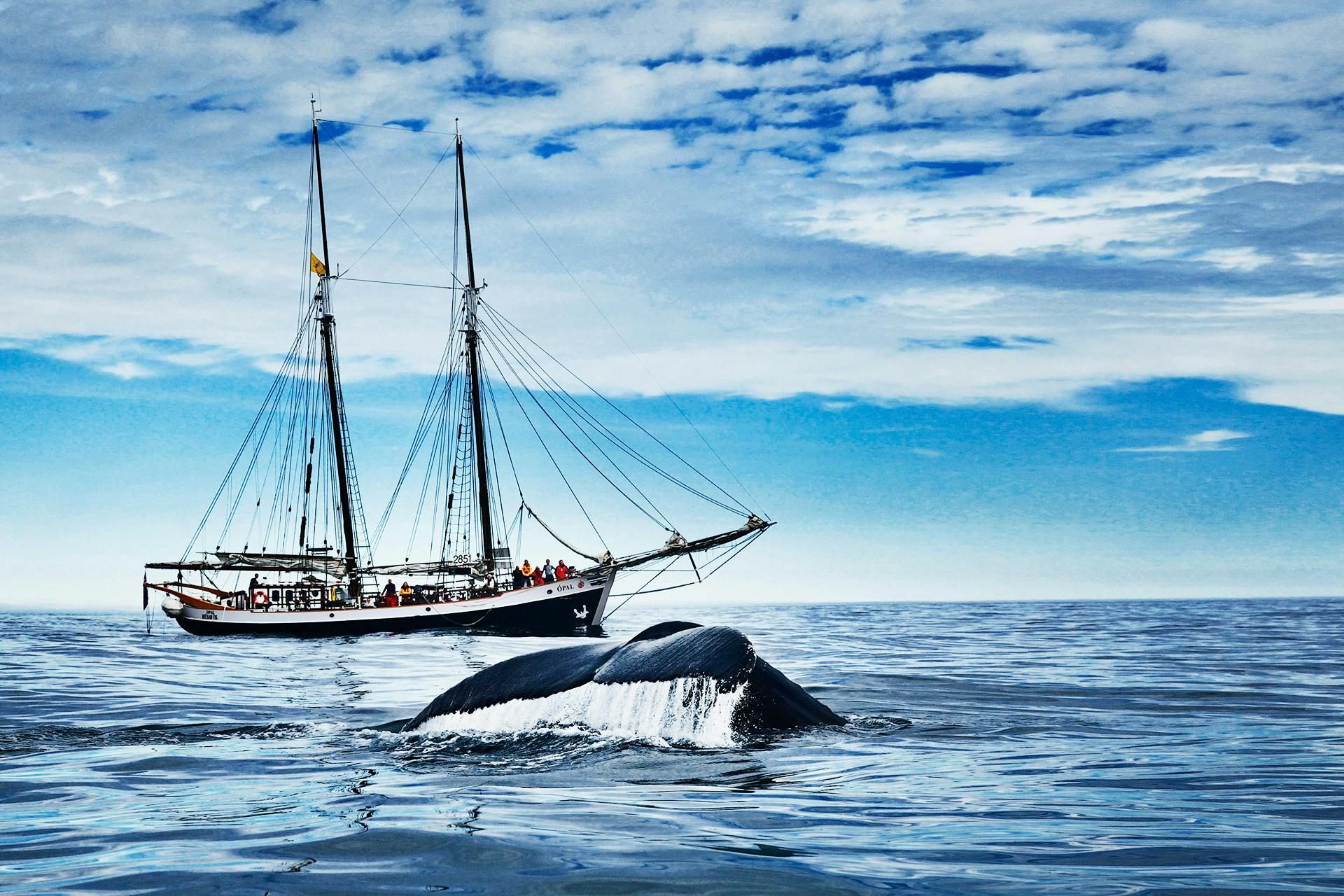 Imagen del tour: Tour original de avistamiento de ballenas y navegación en Húsavík