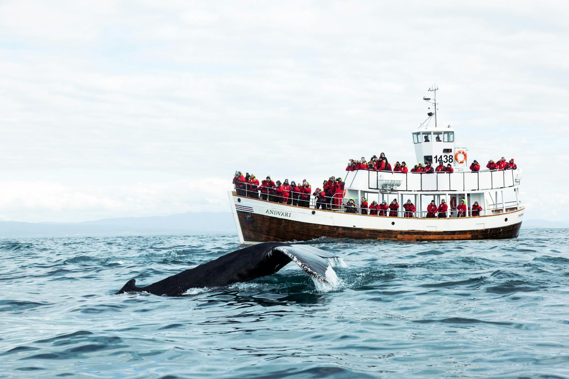 Imagen del tour: Avistamiento de ballenas ecológico (tour carbono neutral)