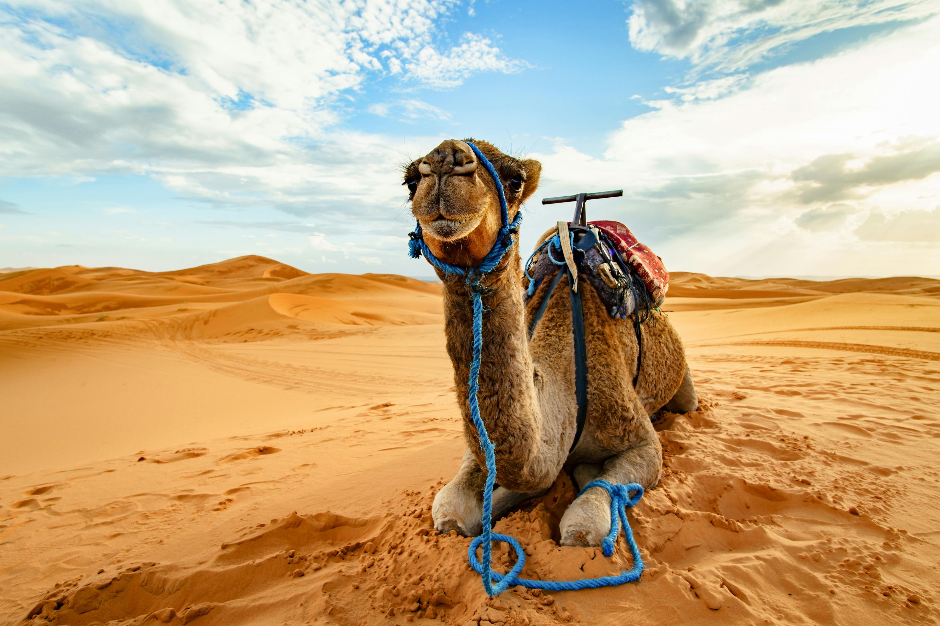 Imagen del tour: Safari por el desierto de Doha, paseo en camello, sandboarding y mar interior