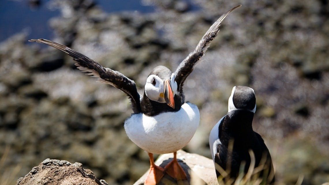 Imagen del tour: Admira el acantilado de aves y las hermosas playas en bicicleta.