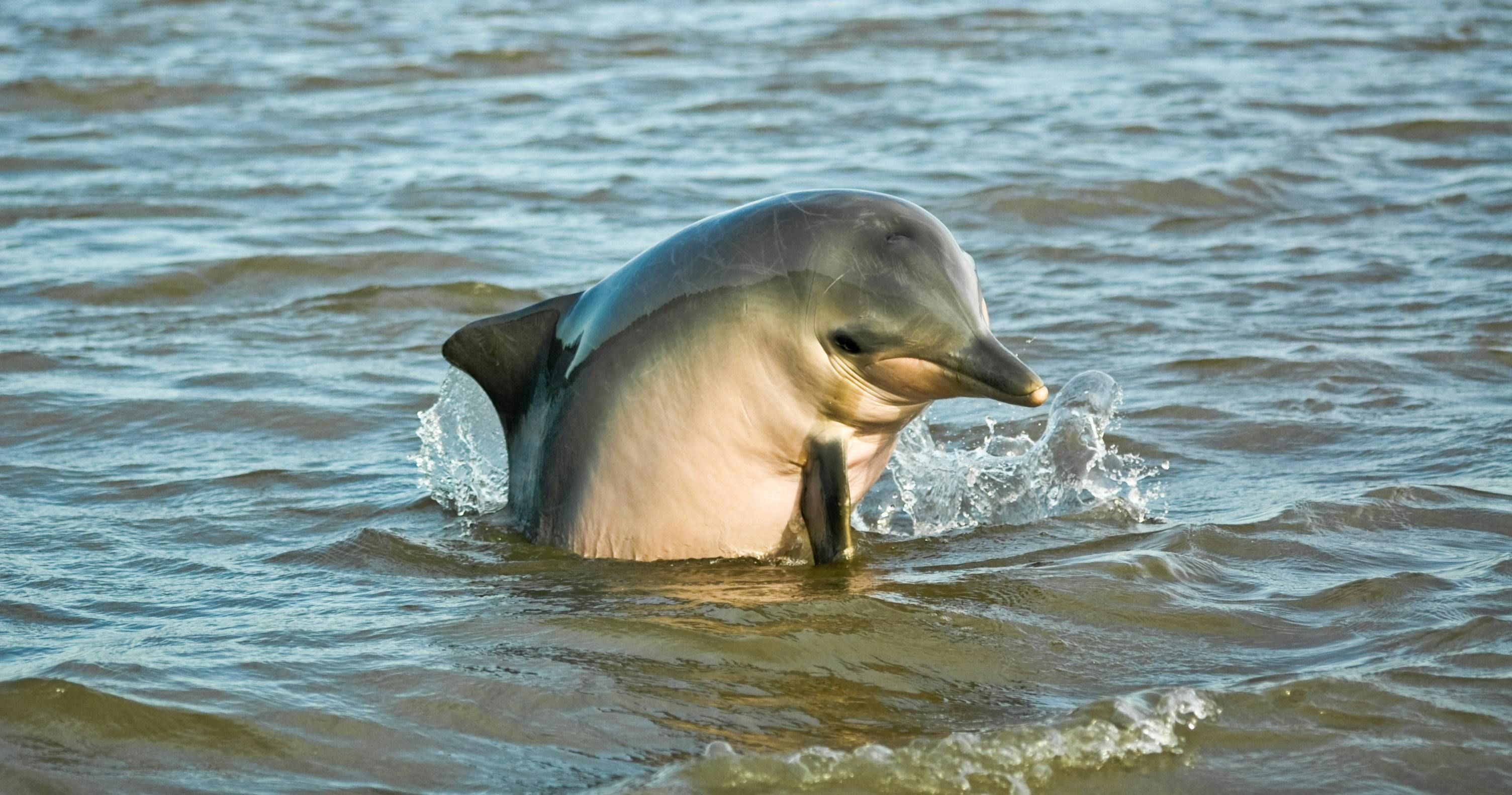 Imagen del tour: Tour de medio día en bote con delfines por el río Surinam