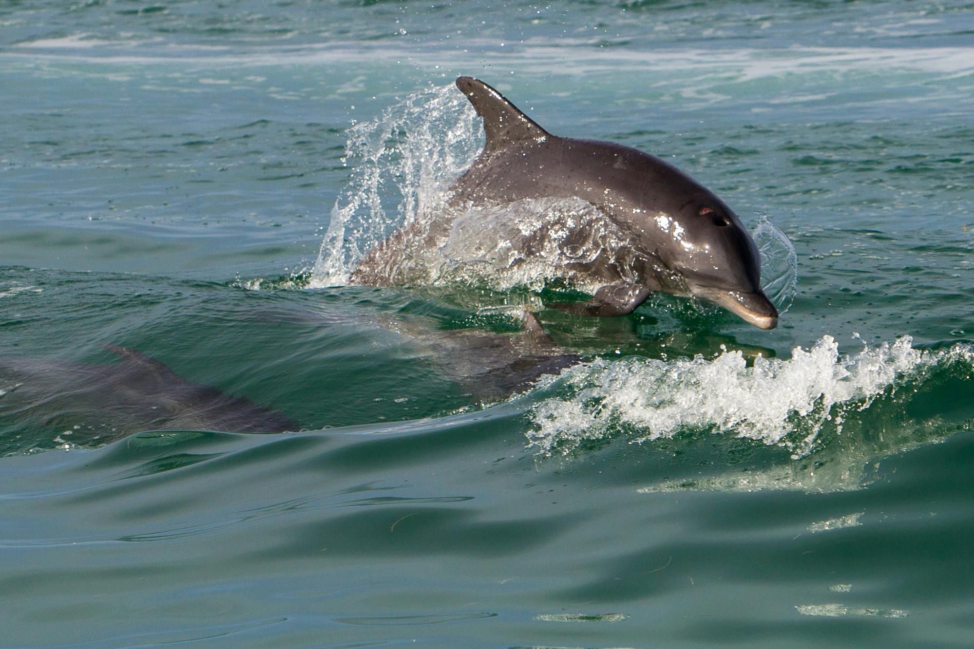 Imagen del tour: Key West: observación de delfines por la mañana y snorkel