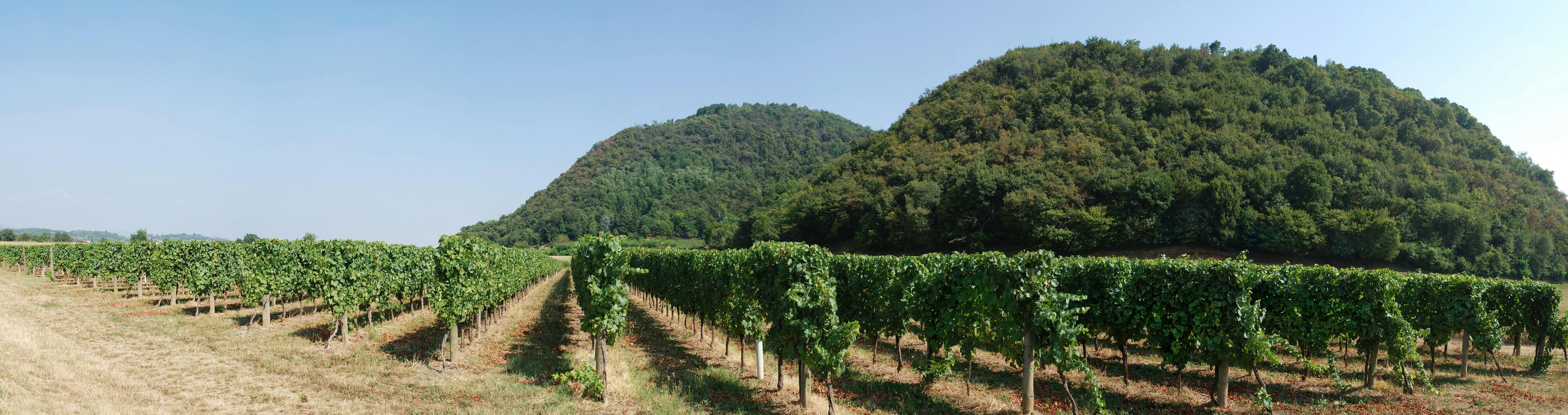Imagen del tour: Tour de vinos de Franciacorta y degustación de Brescia