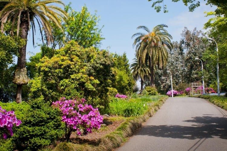 Imagen del tour: Excursión de un día al jardín botánico Batumi y al parque Mtirala