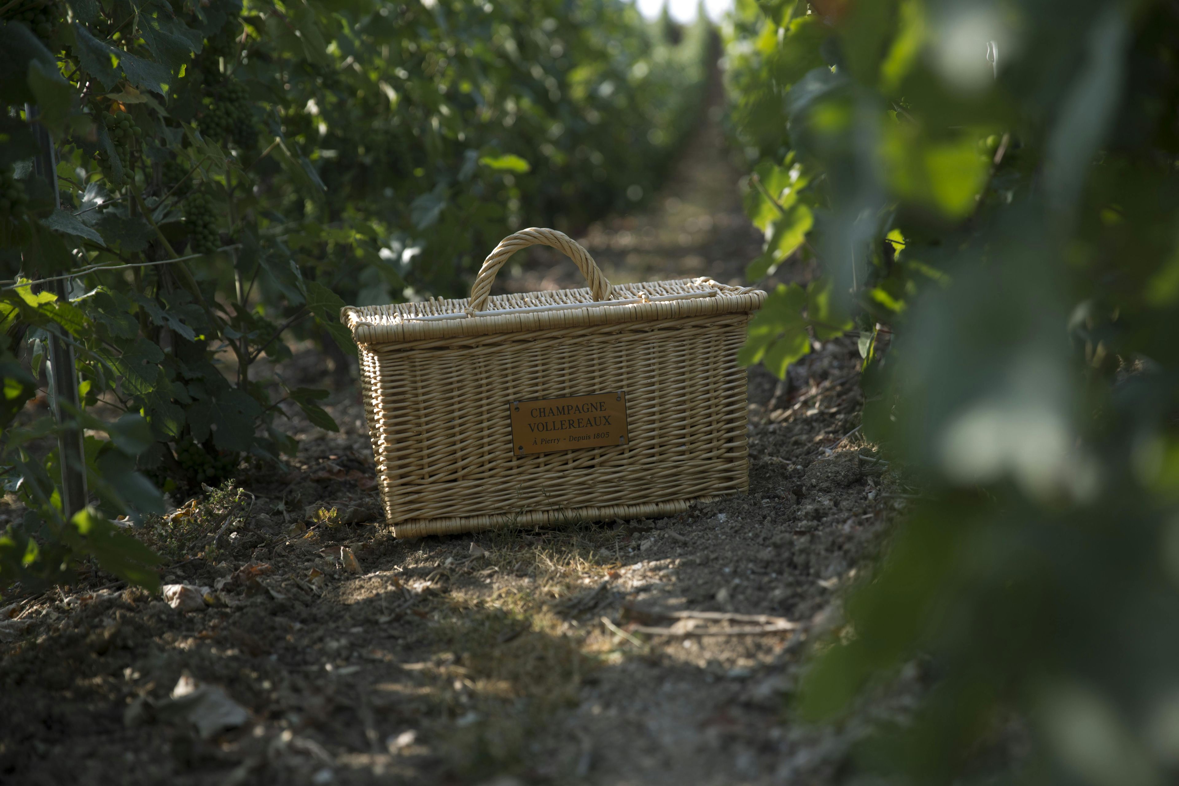 Imagen del tour: Visita guiada a la bodega Vollereaux Champagne con un picnic en el viñedo