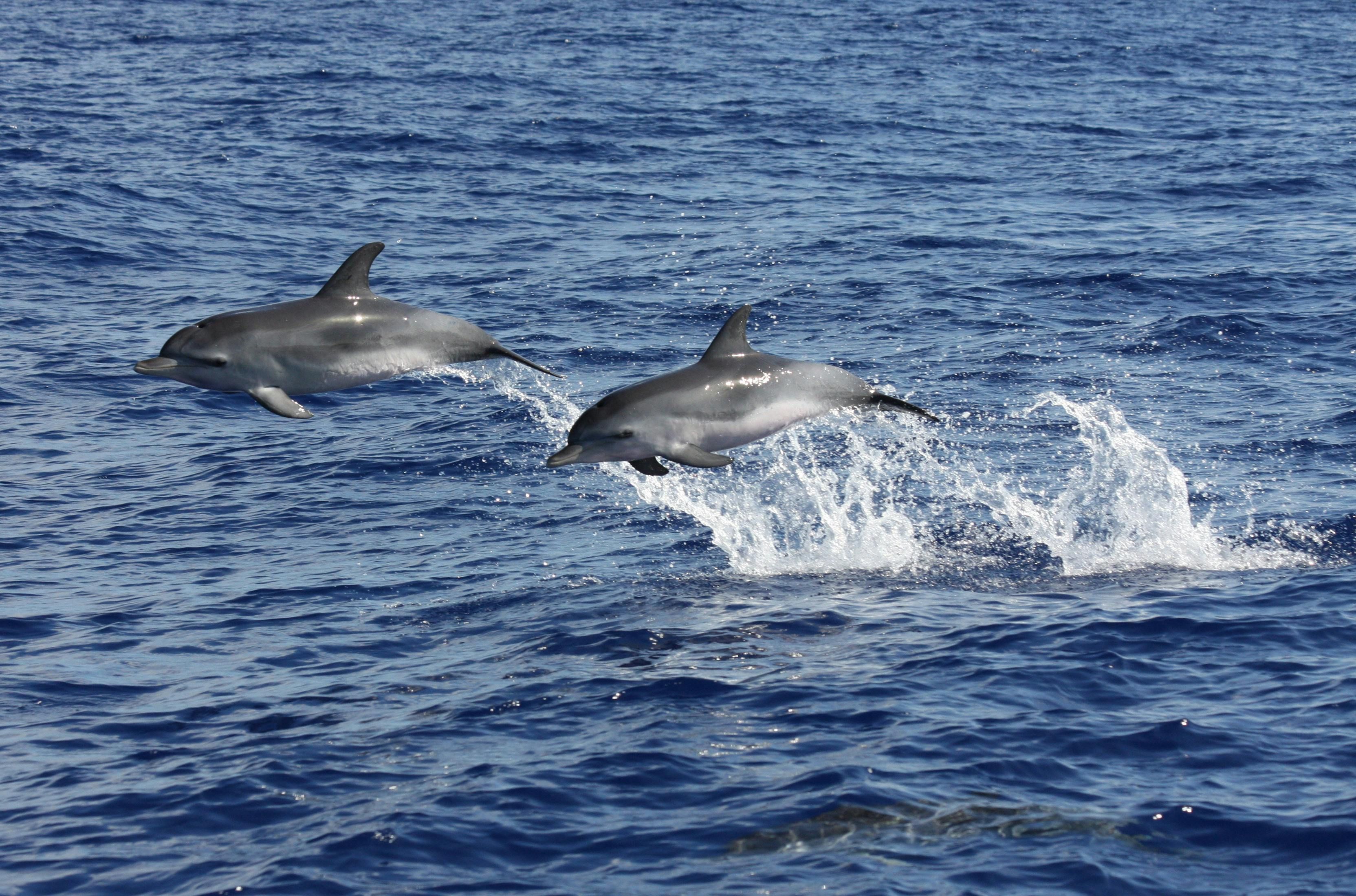 Imagen del tour: Increíble recorrido por tierra y mar con techo abierto 4x4 y avistamiento de delfines