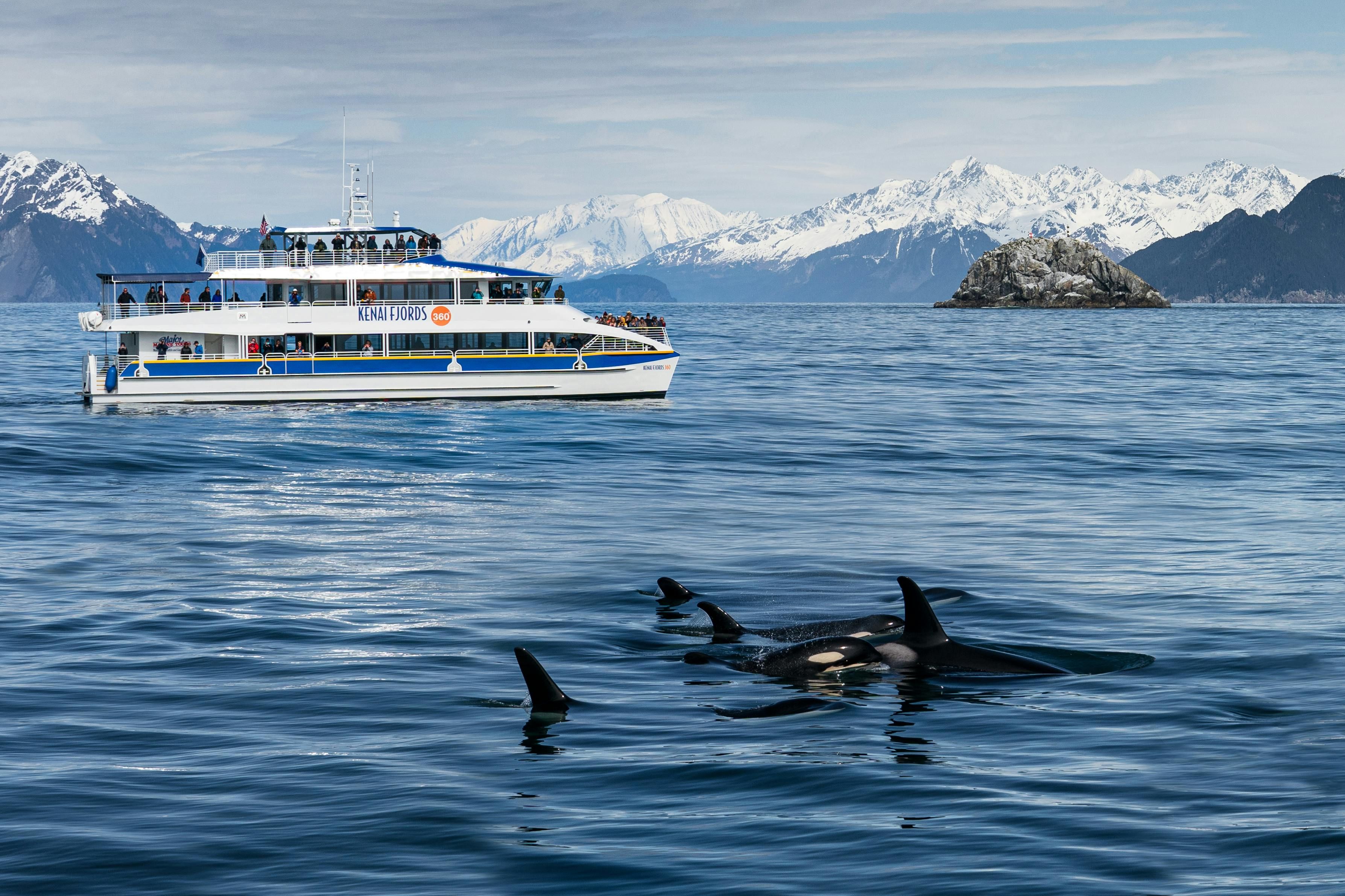 Imagen del tour: Crucero matutino por el glaciar y la vida silvestre del Parque Nacional de los Fiordos de Kenai