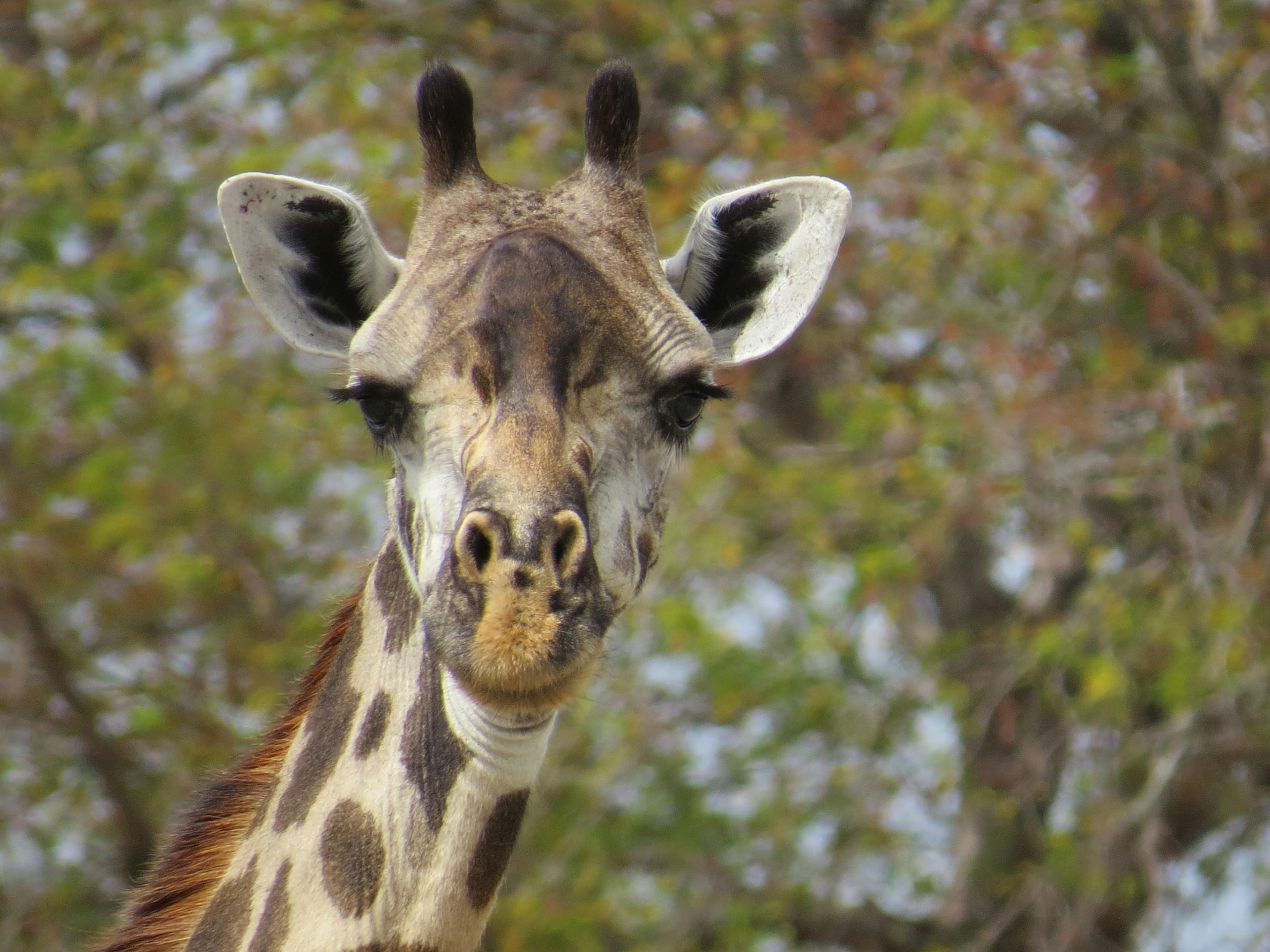 Imagen del tour: Safari de 1 día en la reserva de caza de Selous desde Zanzíbar