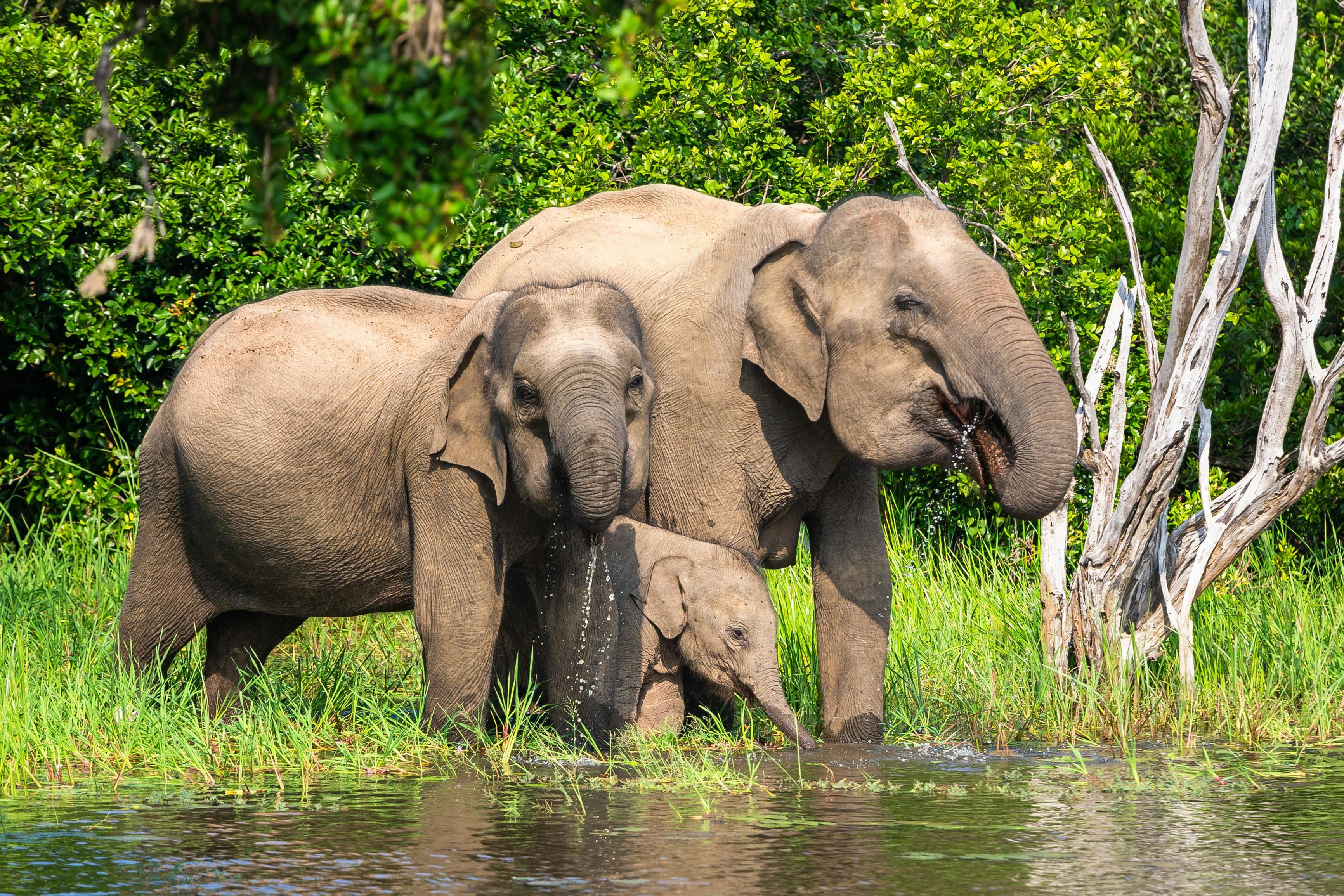 Imagen del tour: Tour de 2 días a Yala Safari y Ella desde Nuwara Eliya