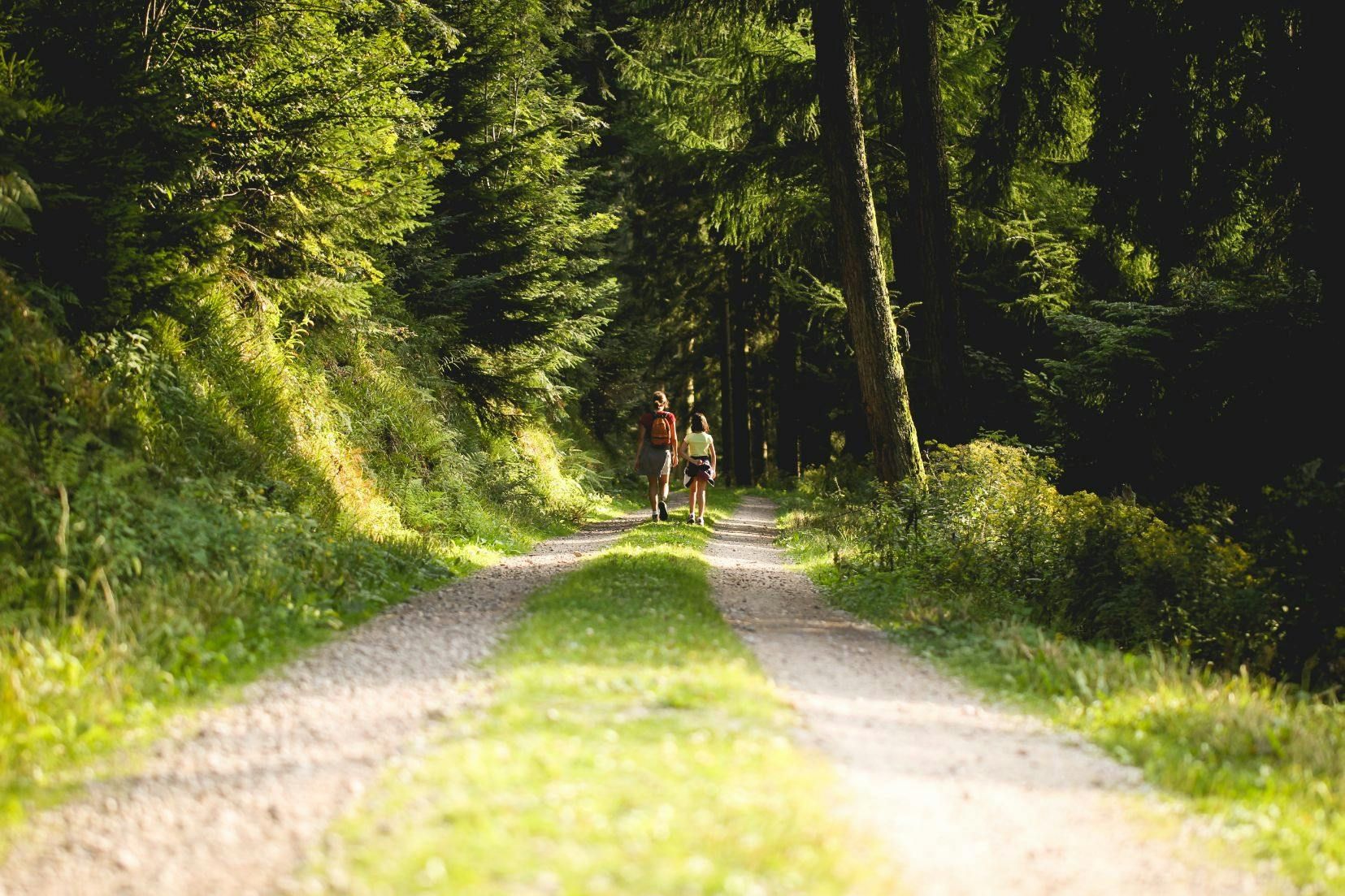 Imagen del tour: Caminata panorámica privada por la Selva Negra con un local