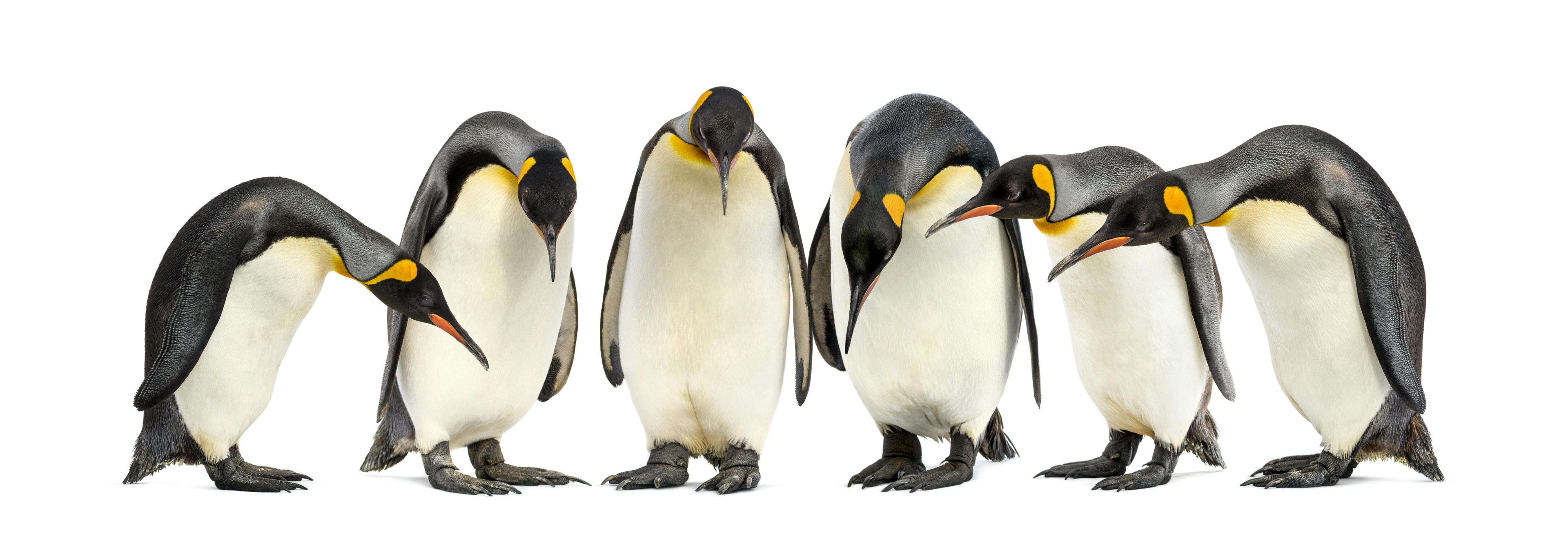 Imagen del tour: Encuentro de pingüinos en Ski Dubai