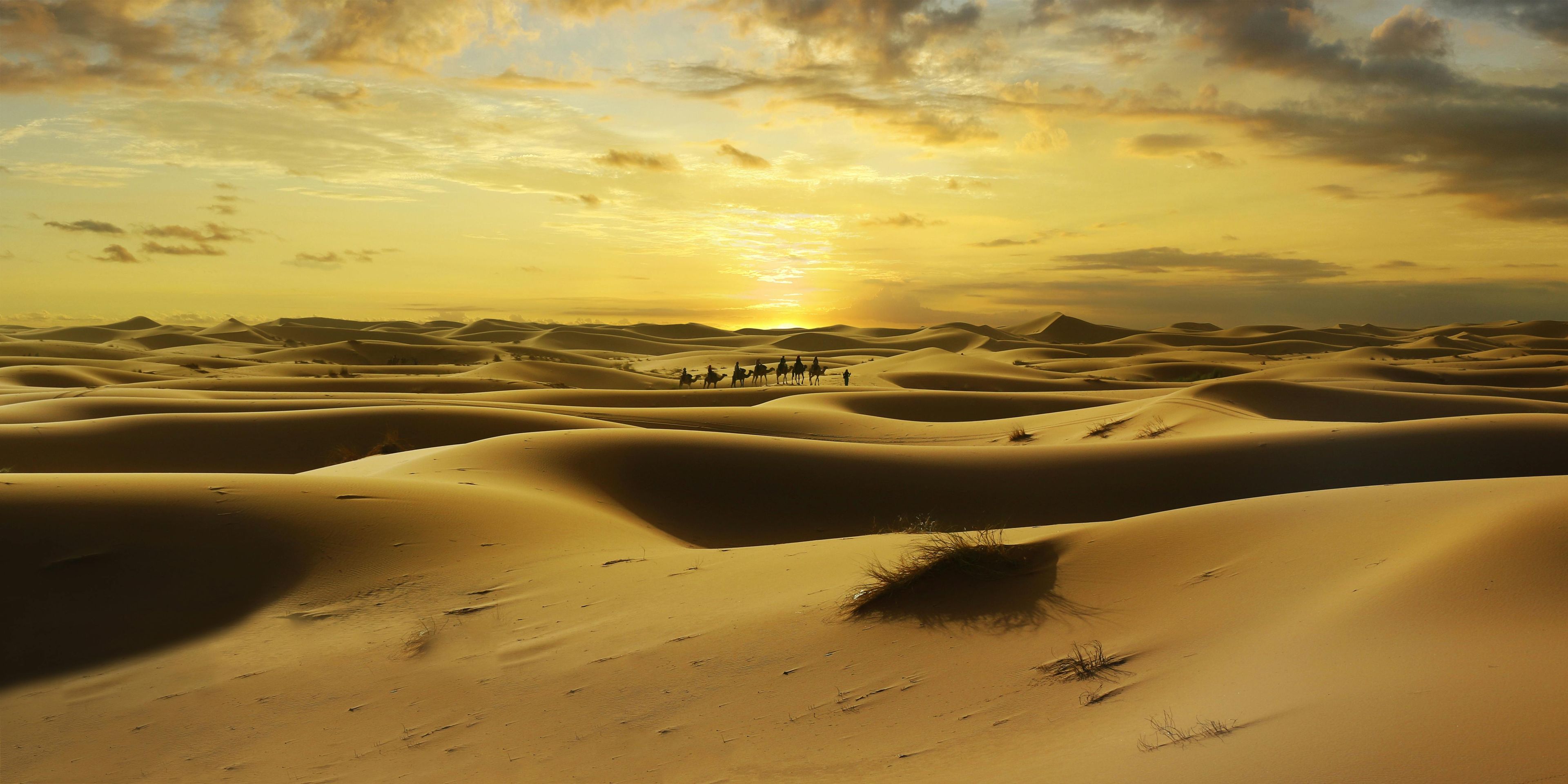 Imagen del tour: Safari clásico por el desierto