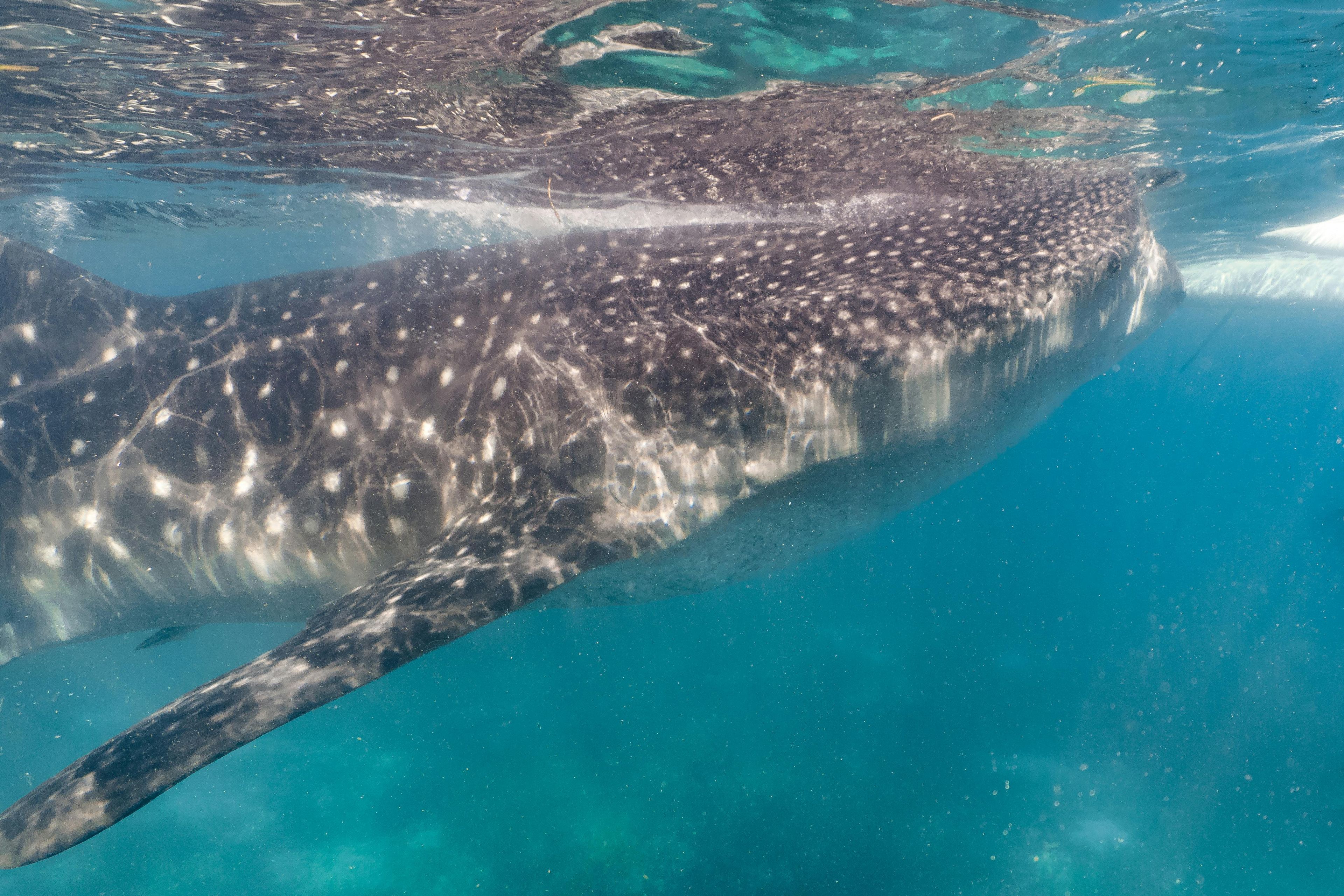 Imagen del tour: Observación de tiburones en el arrecife por Adaaran Select Hudhuranfushi