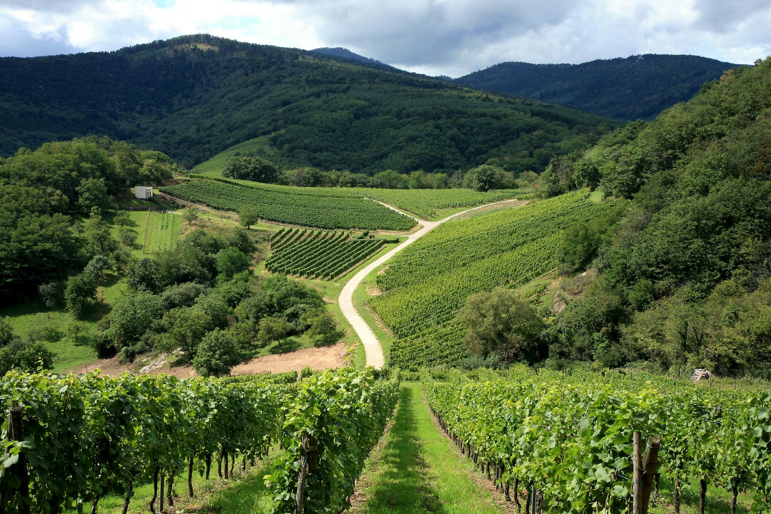 Imagen del tour: Excursión privada de medio día a los pueblos y vinos de Alsacia desde Estrasburgo