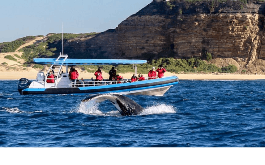 Imagen del tour: Tour de encuentro con la ballena jorobada