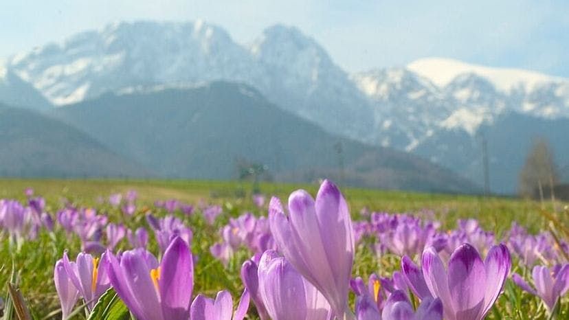 Imagen del tour: Excursión de un día a Zakopane y las montañas Tatra desde Cracovia