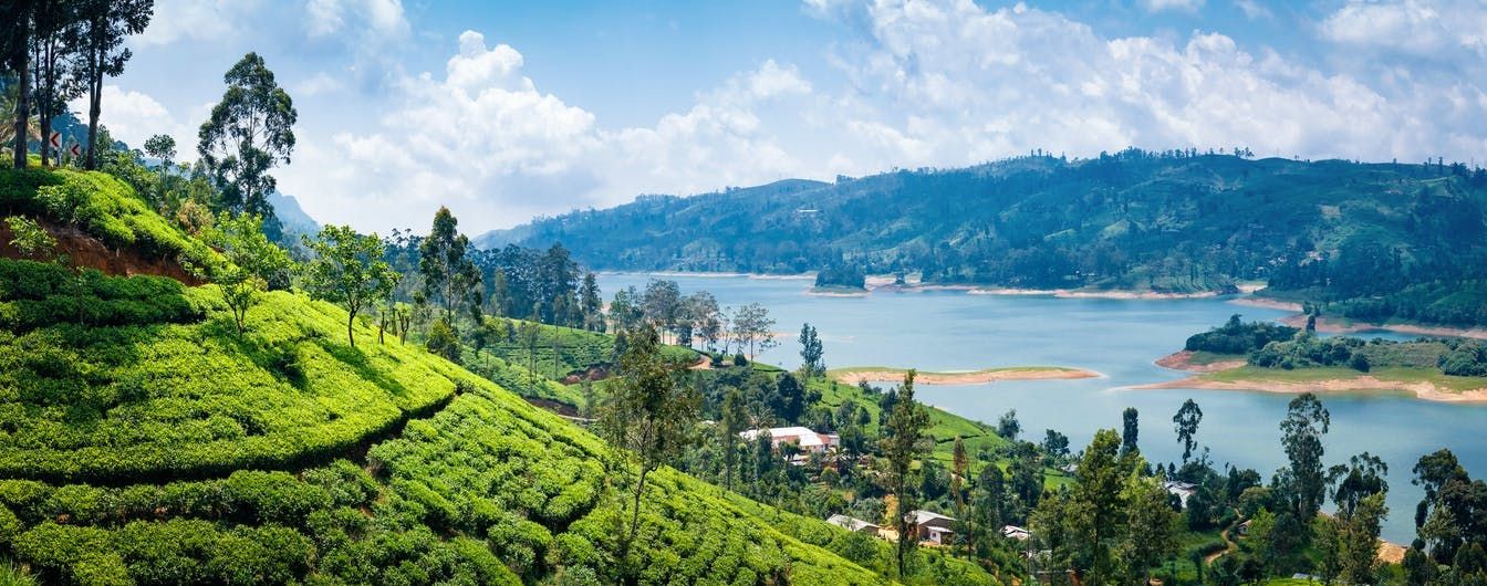 Imagen del tour: Excursión privada de un día a la ruta del té de Nuwara Eliya desde la región de Negombo