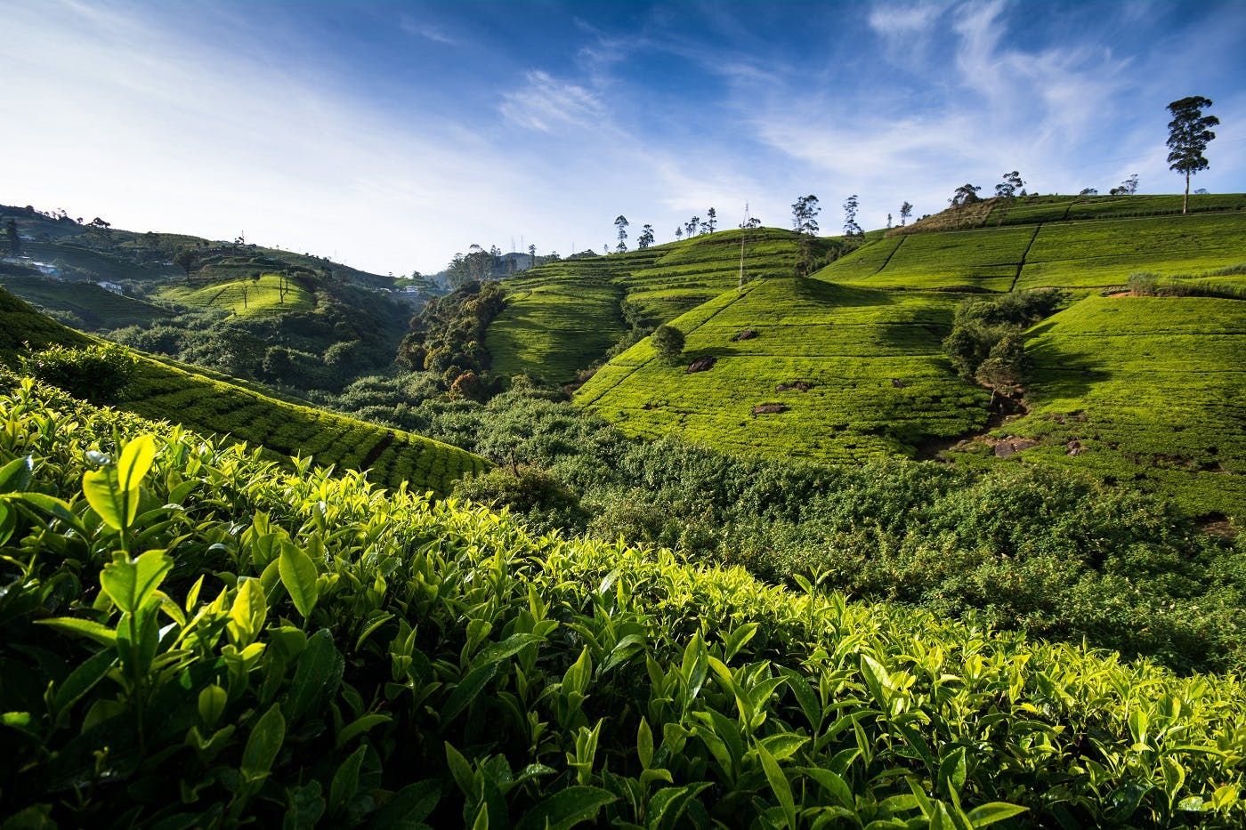 Imagen del tour: Tour de senderismo y observación de aves desde Nuwara Eliya