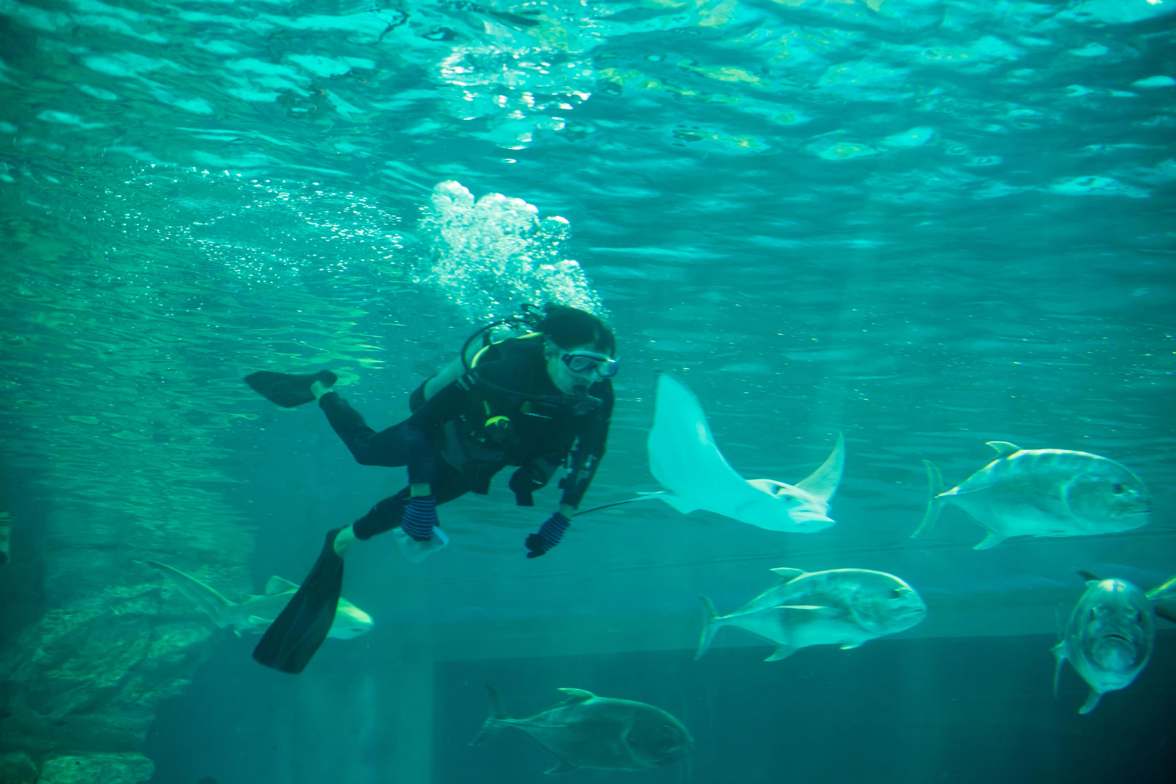 Imagen del tour: Experimente el buceo certificado Atlantis Explorer en Dubai