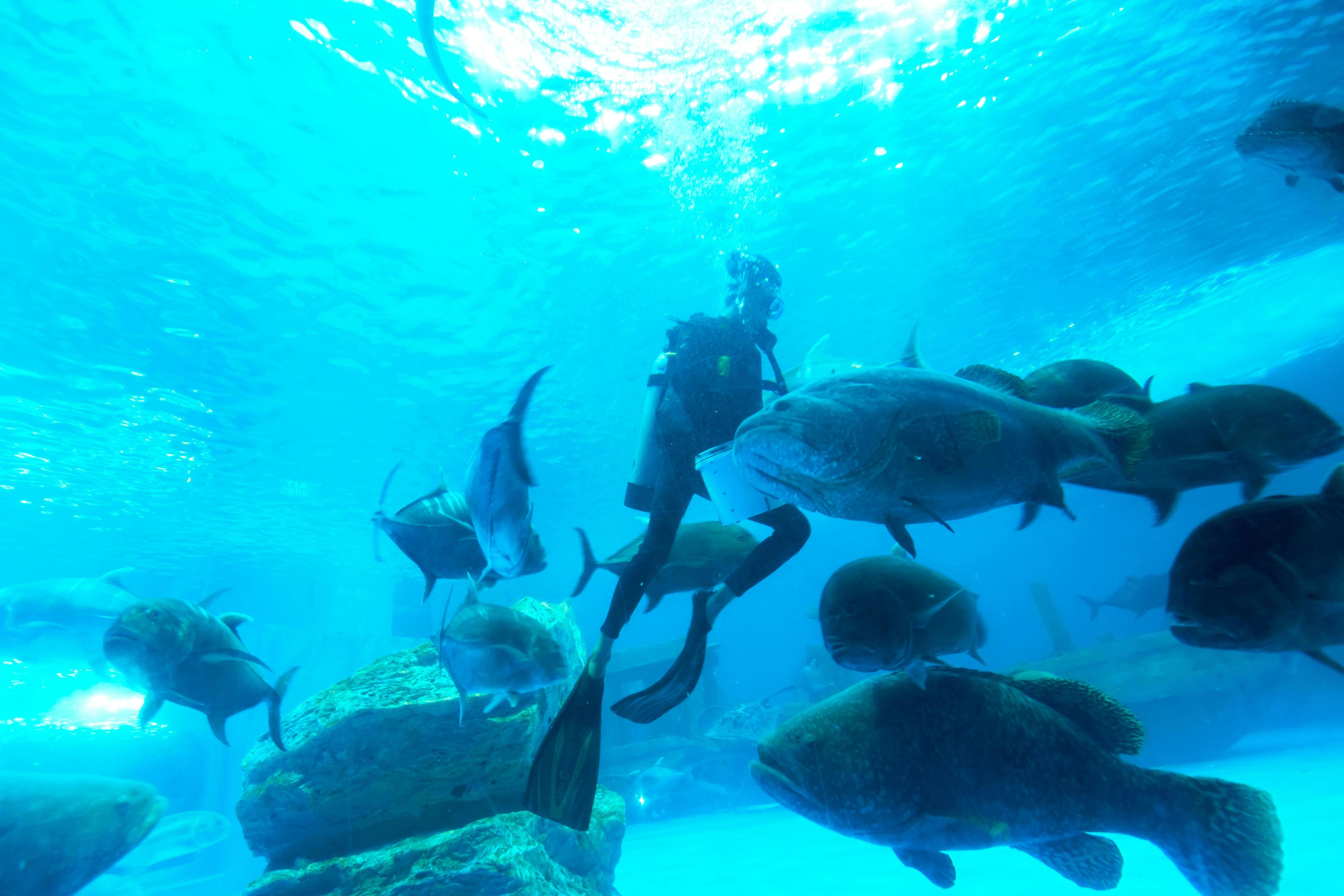 Imagen del tour: Experiencia de submarinismo Atlantis Discover