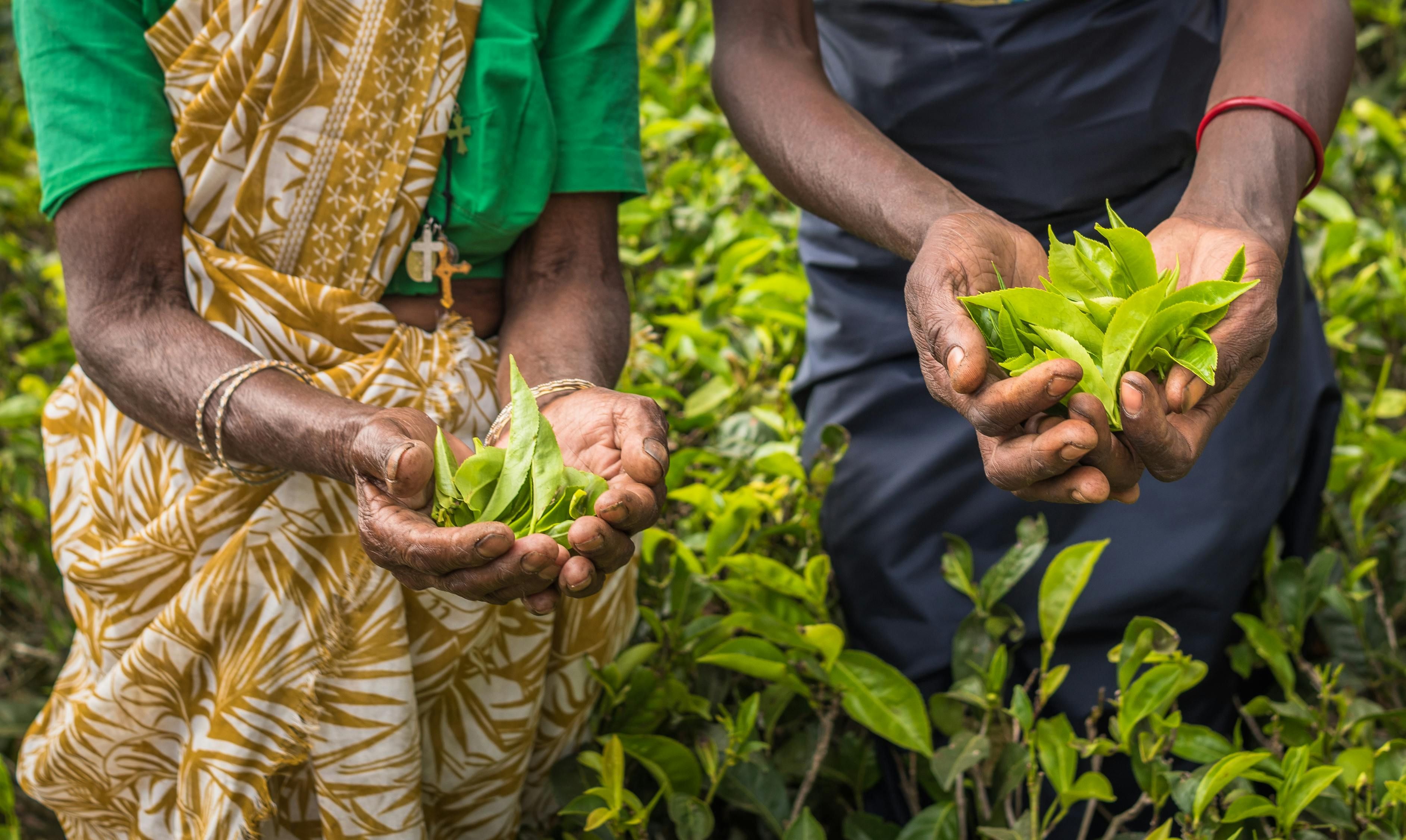 Imagen del tour: Tour en bicicleta por los senderos del té de Nuwara Eliya