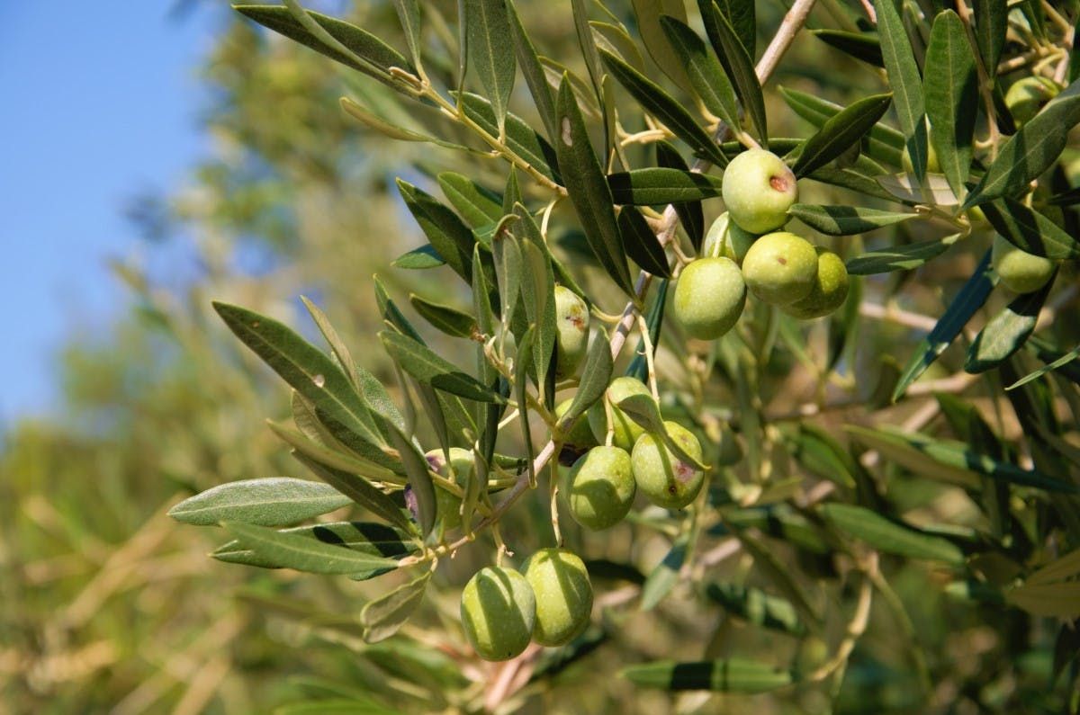 Imagen del tour: Ruta del aceite de oliva en Cres