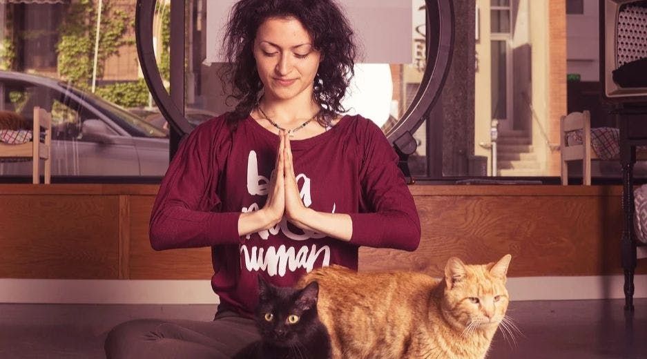 Imagen del tour: Yoga con gatos en Milwaukee