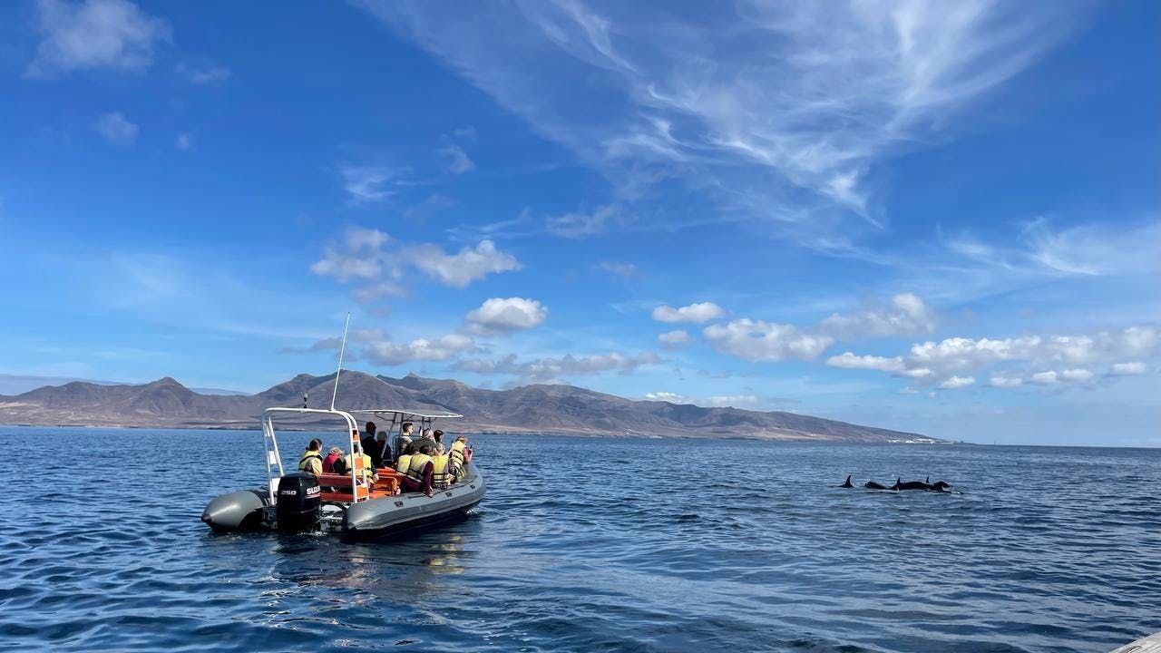 Imagen del tour: Tour de avistamiento de ballenas y delfines de 1,5 horas en Fuerteventura