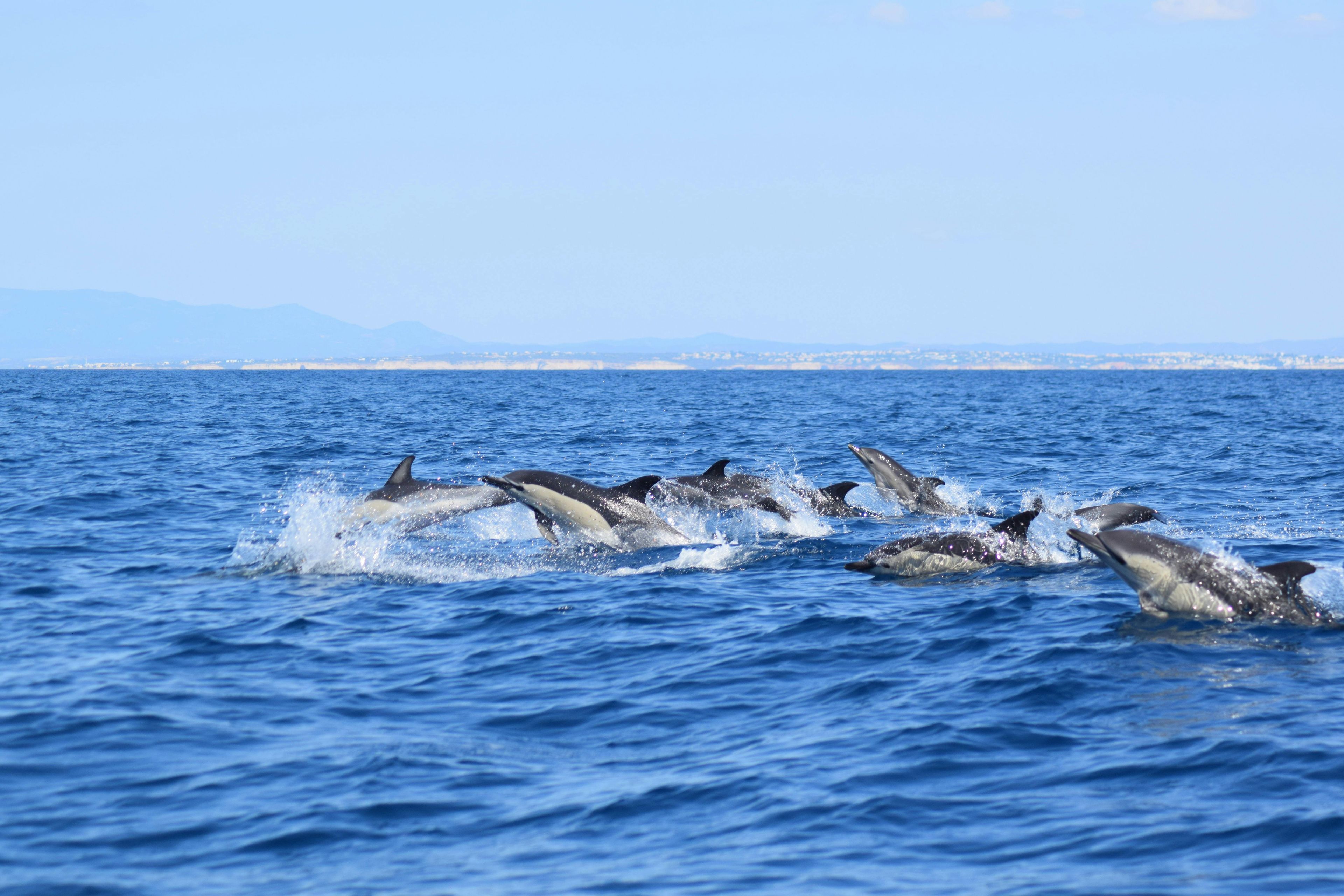 Imagen del tour: Tour de observación de delfines y cuevas del Algarve