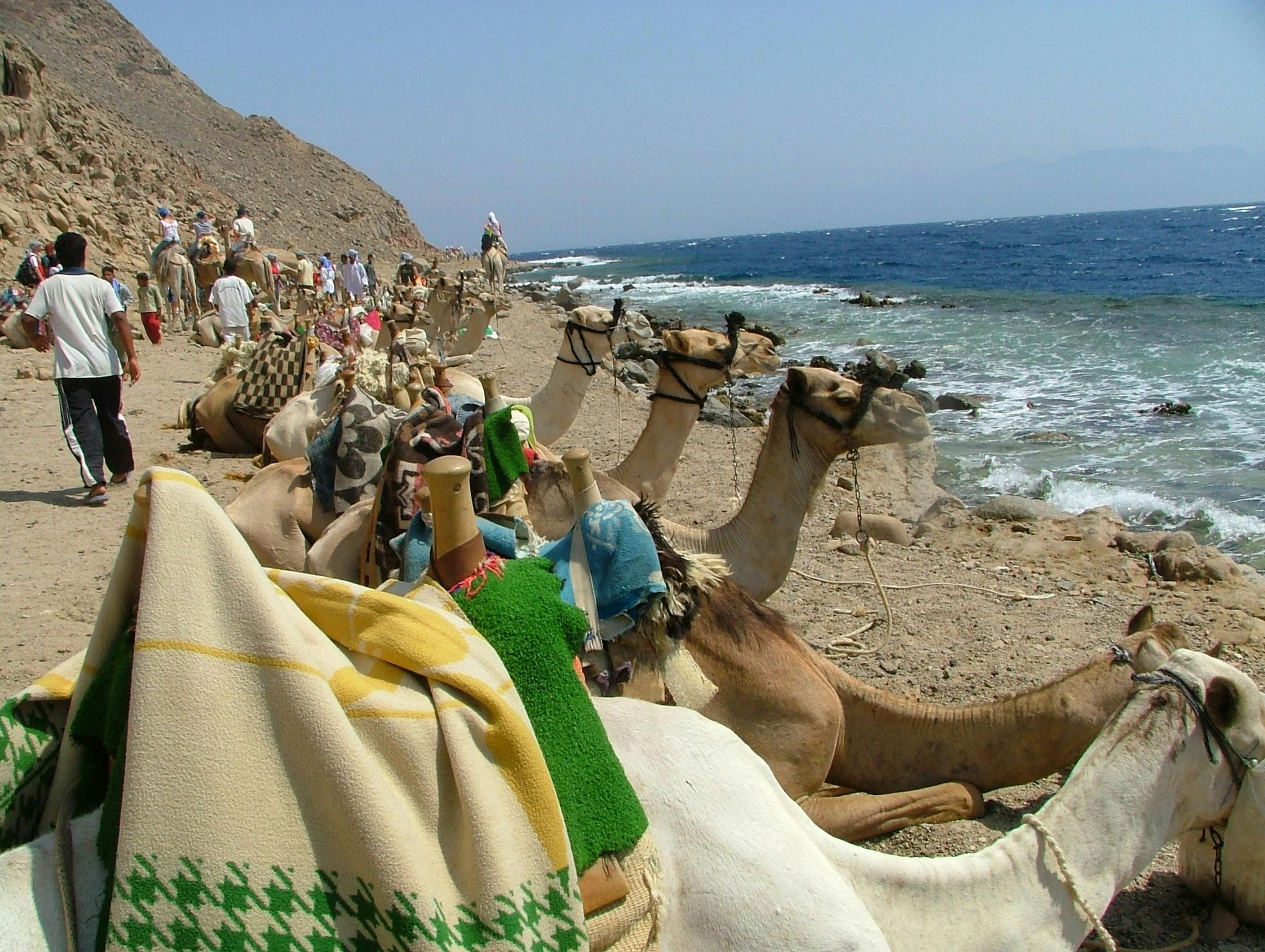 Imagen del tour: Snorkel en tres piscinas, safari en 4x4 Oasis, paseo en camello, almuerzo en Dahab