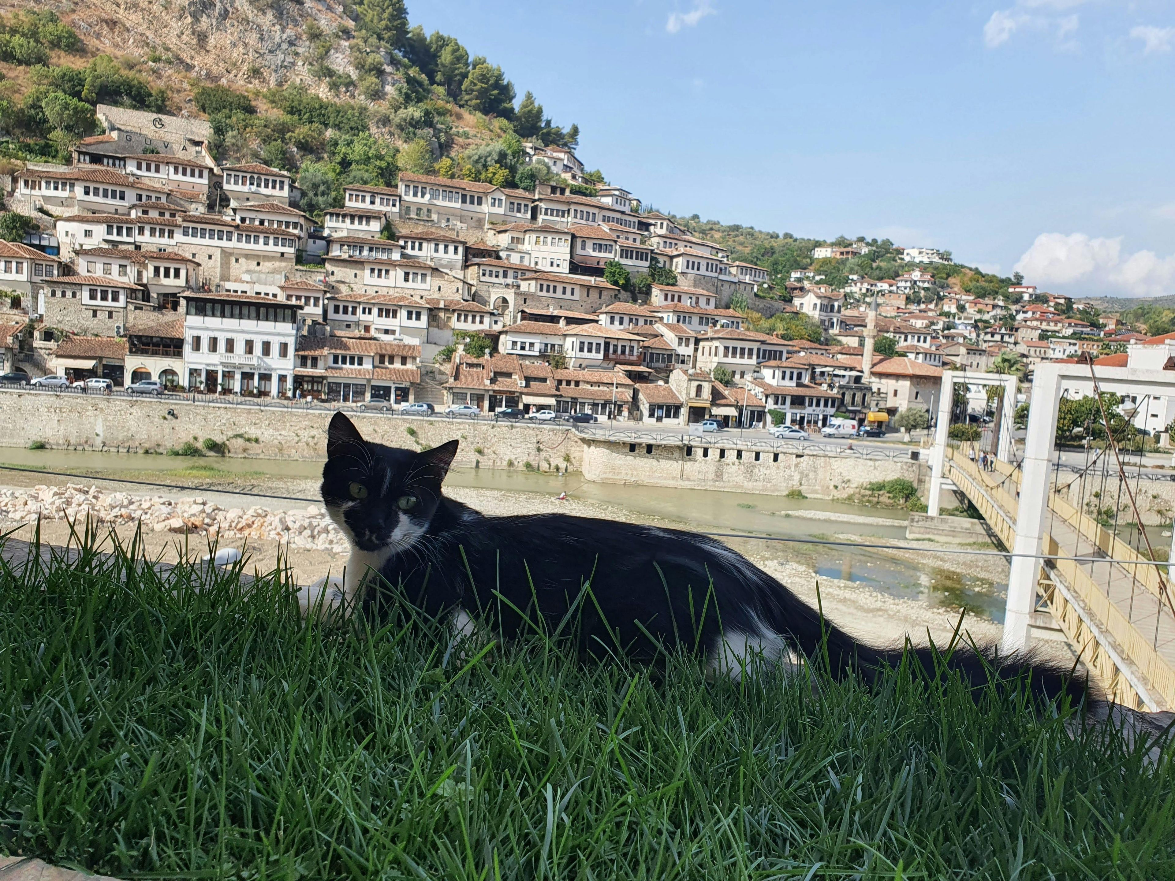 Imagen del tour: Excursión de un día a Berat con observación de aves en la laguna de Karavasta