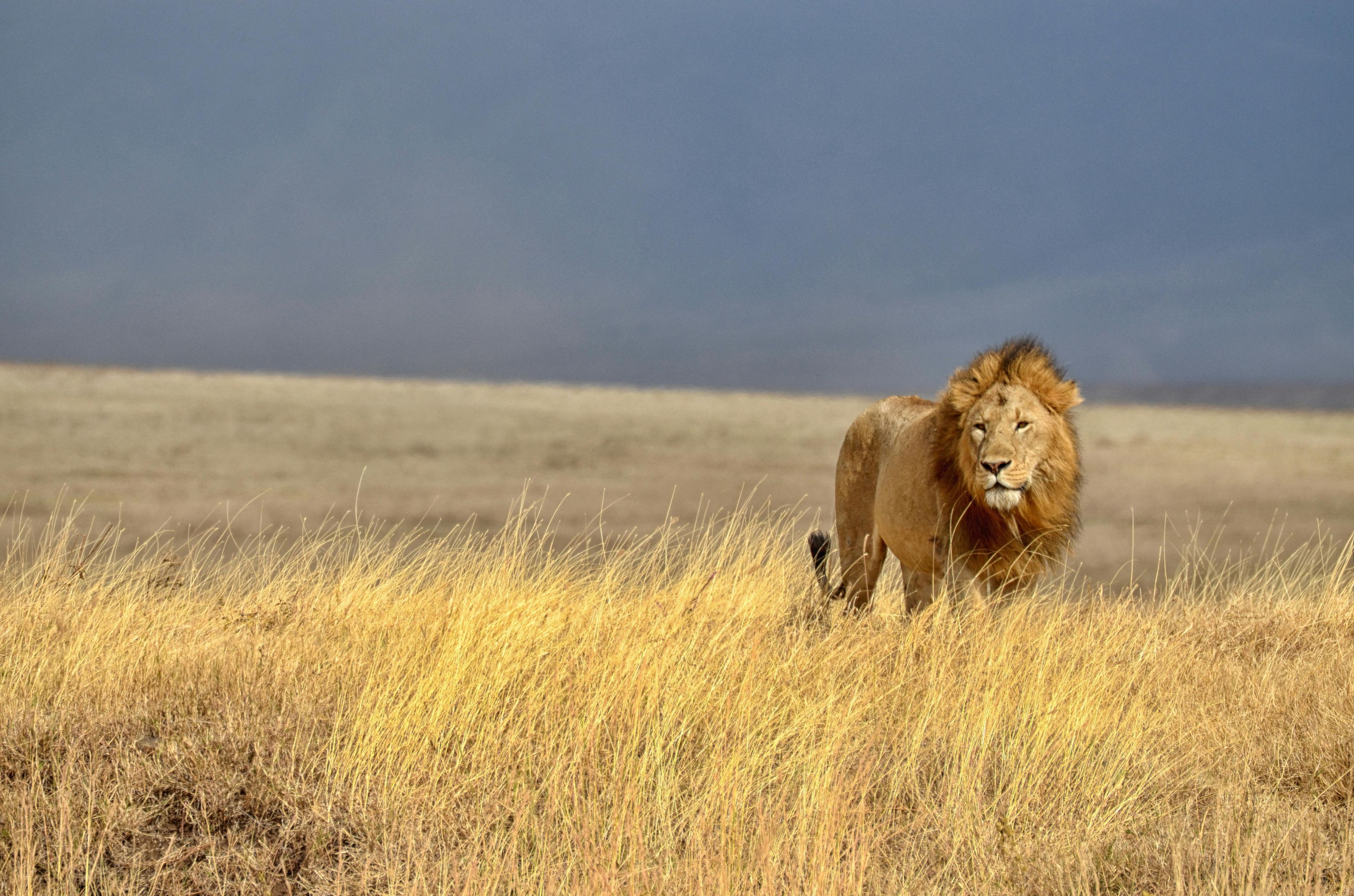 Imagen del tour: Safari de leones de medio día en Ranch de Bandia desde Somone y Saly