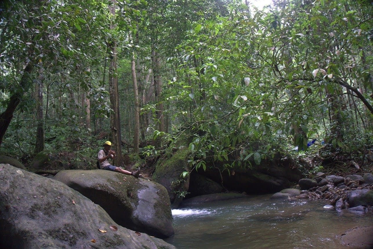 Imagen del tour: Experiencia de despertar en la selva tropical en la Reserva Forestal Panti