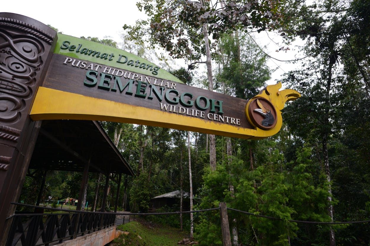 Imagen del tour: Excursión de medio día al centro de vida salvaje de Semenggoh desde Kuching