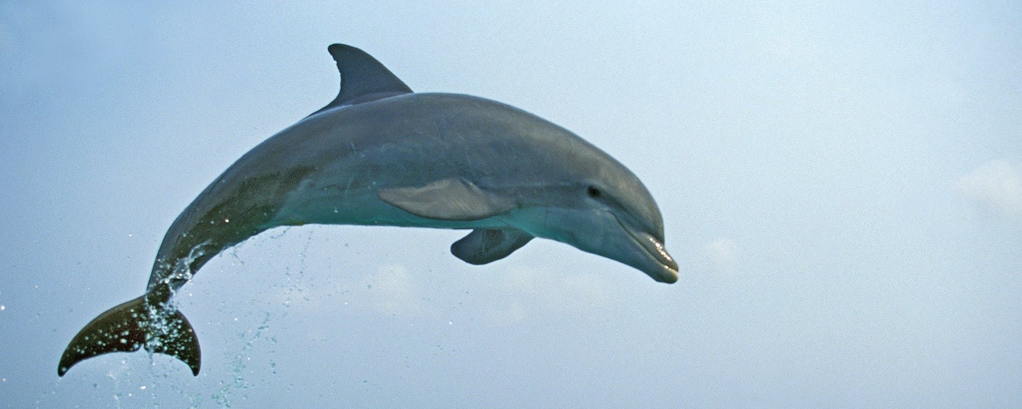 Imagen del tour: Excursión en barco para avistar delfines en Kuching