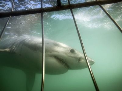 Imagen del tour: Buceo en jaula con tiburones blancos en Mossel Bay