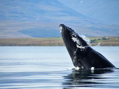 Imagen del tour: Observación clásica de ballenas en Akureyri