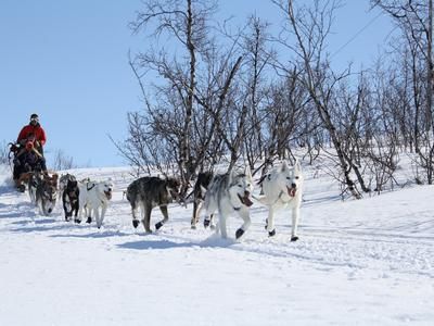 Imagen del tour: Aventura en trineo de perros en el Círculo Polar Ártico