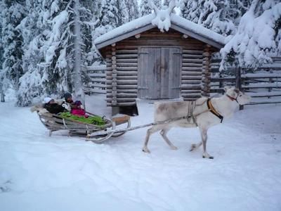 Imagen del tour: Safari de día y de noche con renos en Apukka, cerca de Rovaniemi