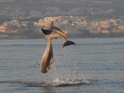 Imagen del tour: Excursión en barco para ver delfines desde Fuengirola