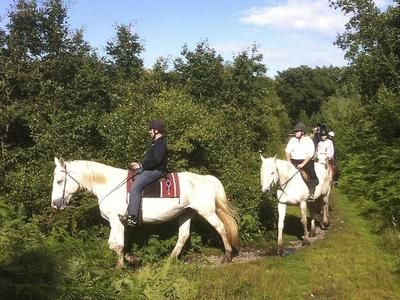 Imagen del tour: Paseos a caballo para principiantes en el bosque de Brotonne, Normandía