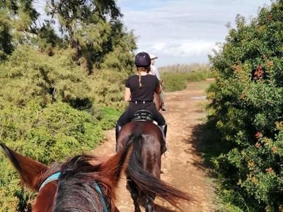 Imagen del tour: Paseo a caballo en el campo de Mallorca, desde Felanitx