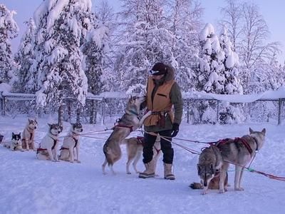 Imagen del tour: Excursión en trineo tirado por huskies de 2 km en el bosque lapón desde Levi
