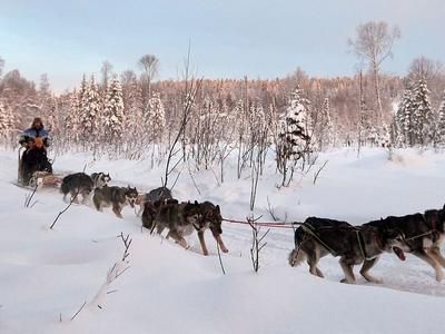 Imagen del tour: Trineo de perros Fika Adventure en la Laponia sueca