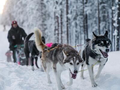 Imagen del tour: Safari intermedio en trineo tirado por perros en Moen desde Tromsø