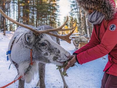 Imagen del tour: Trineo de renos y visita a una granja desde Rovaniemi